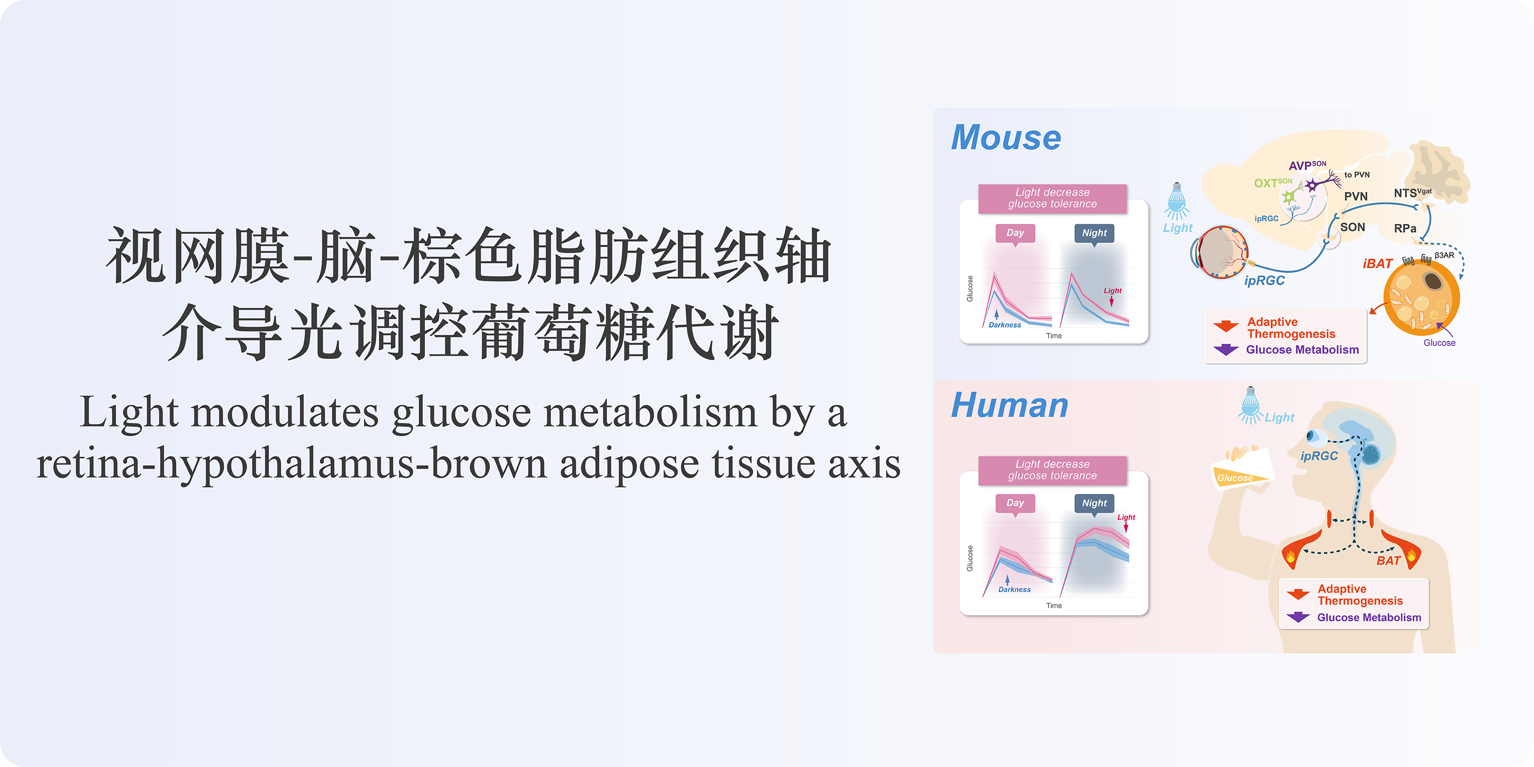 光通过视网膜-脑-棕色脂肪组织轴调控葡萄糖代谢